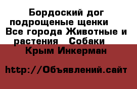 Бордоский дог подрощеные щенки.  - Все города Животные и растения » Собаки   . Крым,Инкерман